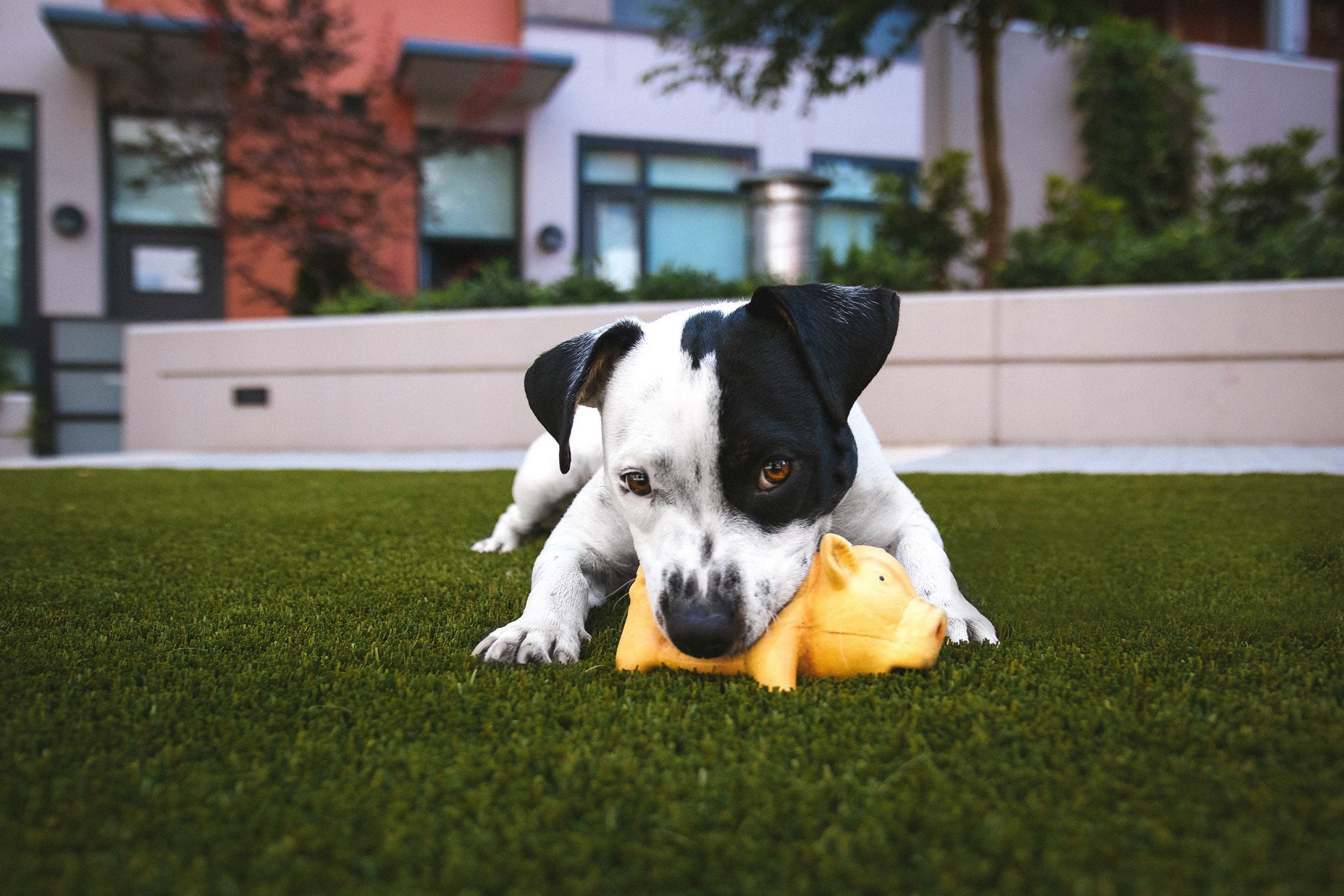 Pet Friendly Artificial Grass in Euless, TX